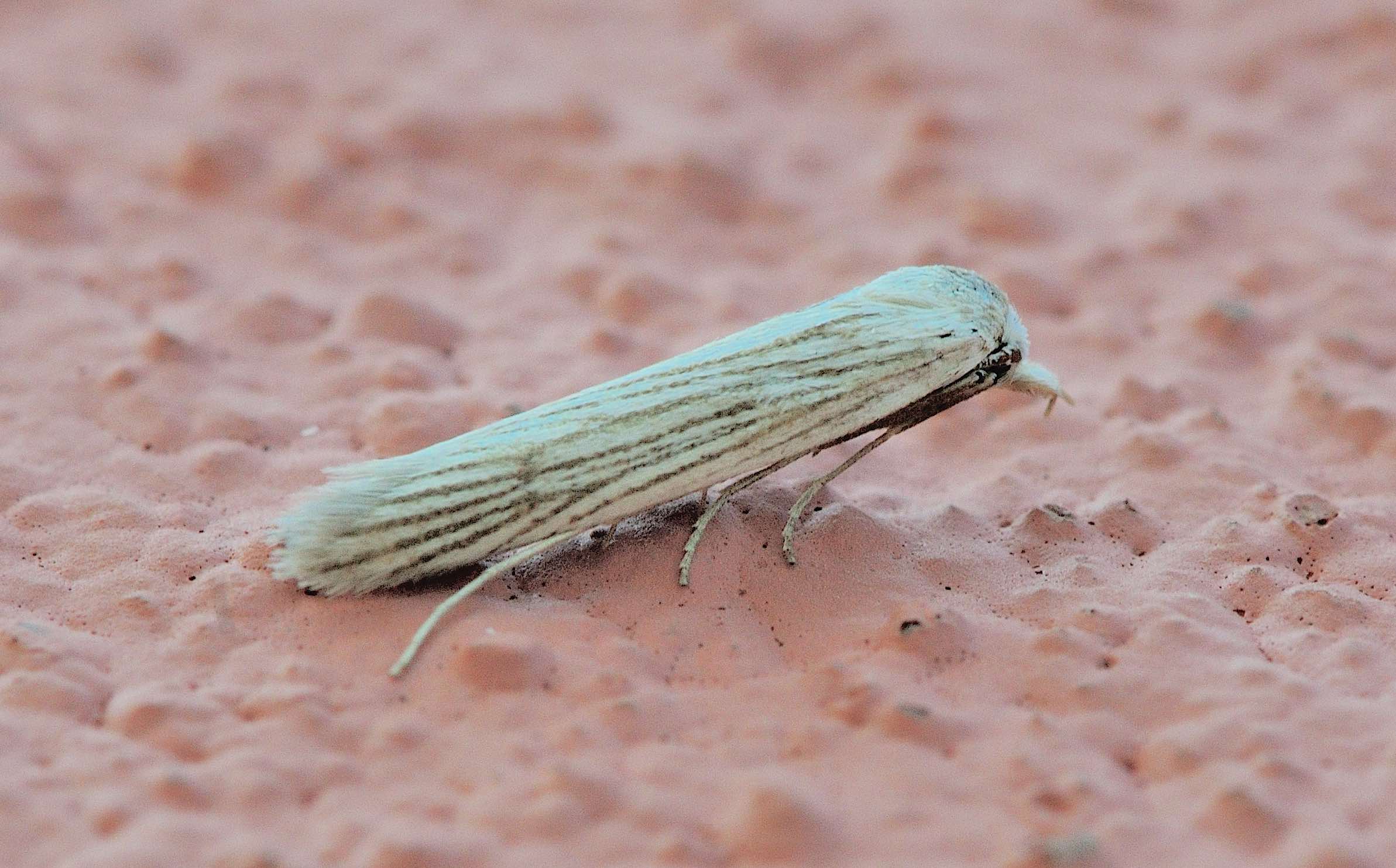 Pterolonchidae: Pterolonche sp.